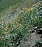 Senecio doronicum