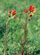 Senecio abrotanifolius ssp. tiroliensis