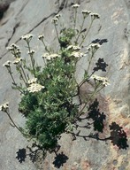 Achillea nana