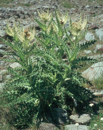 Cirsium spinosissimum