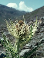 Cirsium spinosissimum