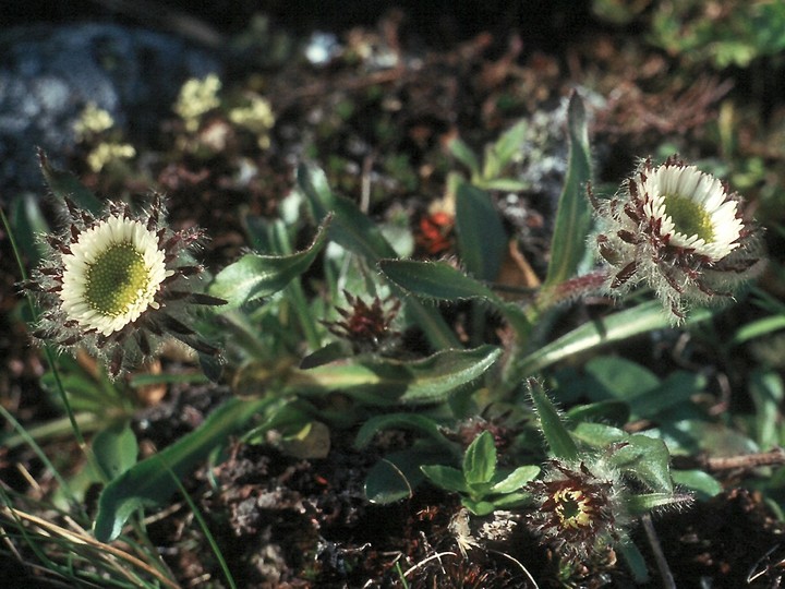 Erigeron uniflorus