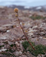 Artemisia norvegica