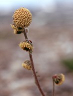 Artemisia norvegica