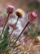 Erigeron uniflorus