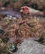 Petasites frigidus