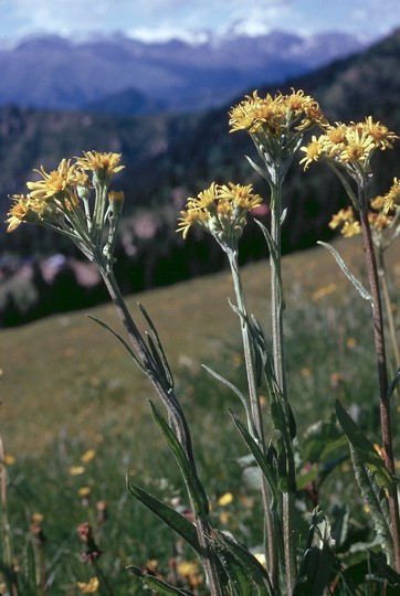 Senecio gaudini