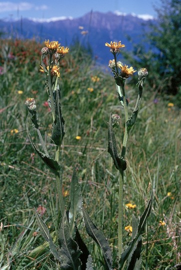 Senecio doronicum