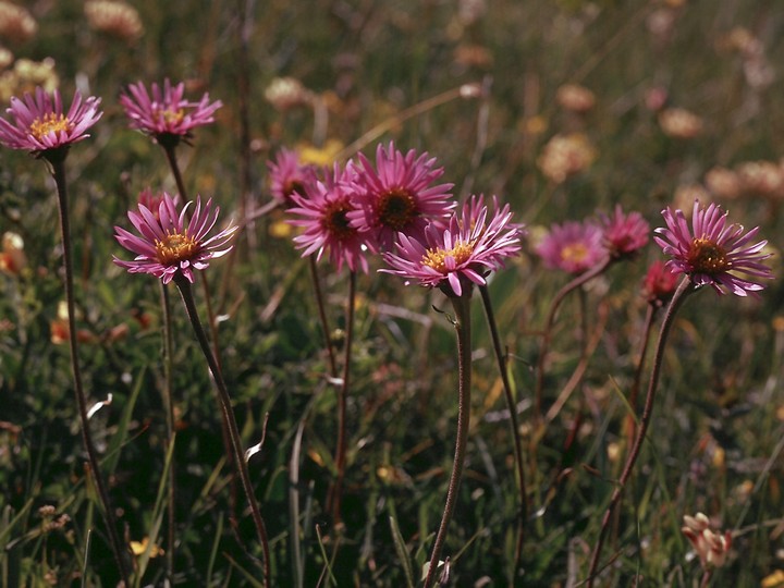 Aster alpinus