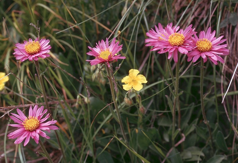 Aster alpinus