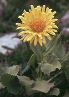 Doronicum grandiflorum