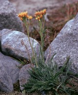 Senecio incanus ssp. carniolicus