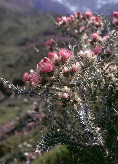 Carduus carlinoides