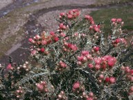 Carduus carlinoides