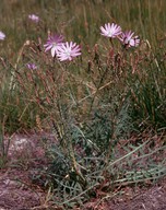 Lactuca perennis