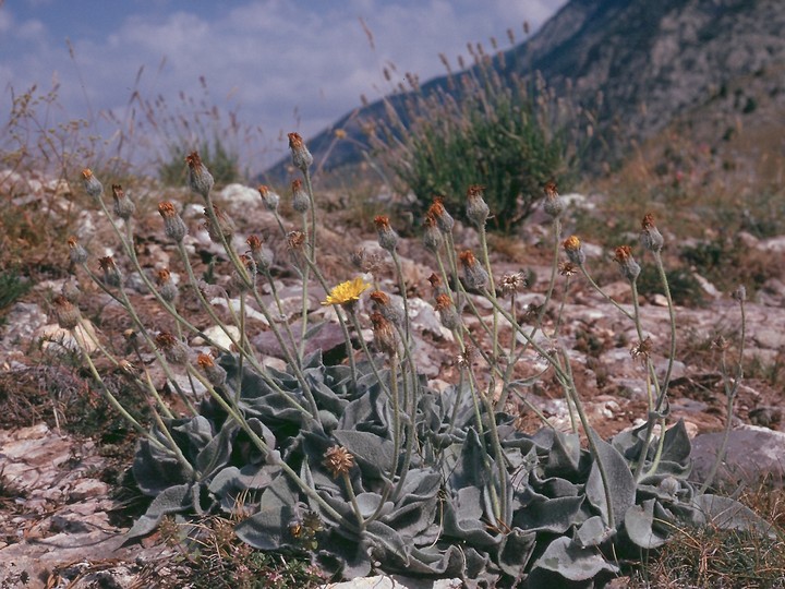 Hieracium lanatum