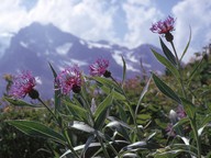 Centaurea montana