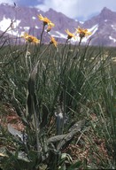 Senecio doronicum