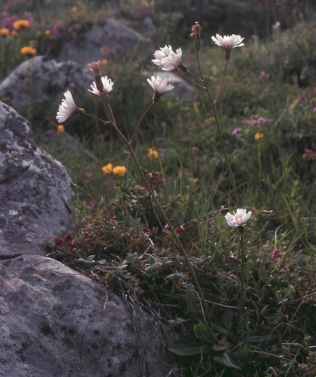 Crepis incarnata