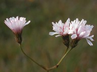 Crepis incarnata