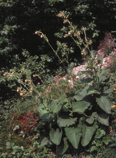 Cirsium carniolicum