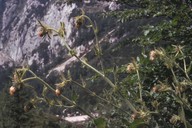 Cirsium carniolicum
