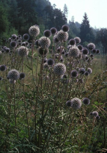 Echinops sphaerocephalus