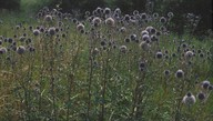 Echinops sphaerocephalus