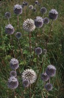 Echinops sphaerocephalus