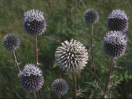 Echinops sphaerocephalus