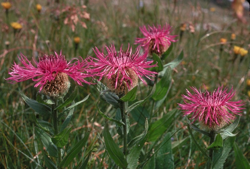 Centaurea nervosa