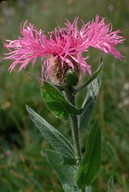 Centaurea nervosa