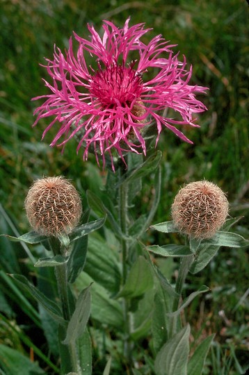 Centaurea nervosa