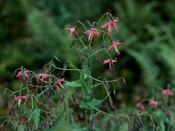 Prenanthes purpurea