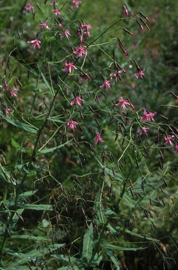 Prenanthes purpurea