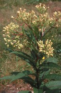 Senecio cacaliaster