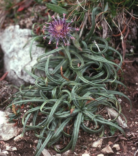 Saussurea pygmaea