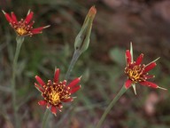 Tragopogon crocifolius