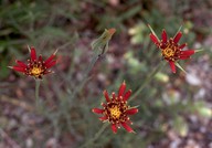 Tragopogon crocifolius