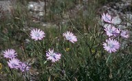 Lactuca perennis