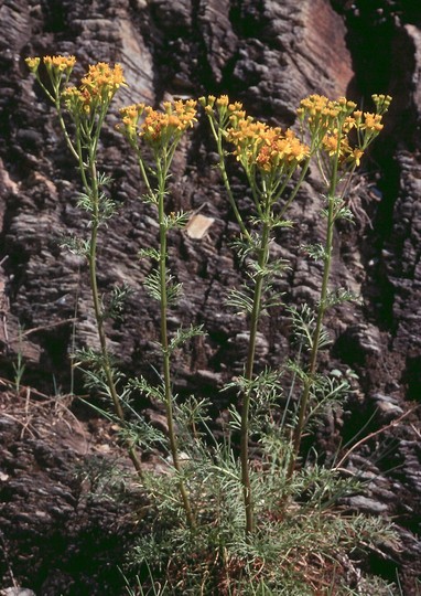 Senecio adonidifolius