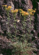 Senecio adonidifolius