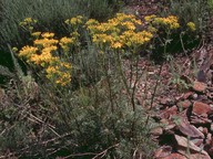 Senecio adonidifolius