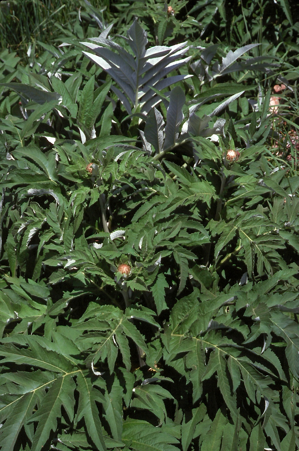 Rhaponticum cynaroides