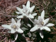 Leontopodium alpinum