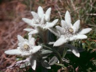 Leontopodium alpinum