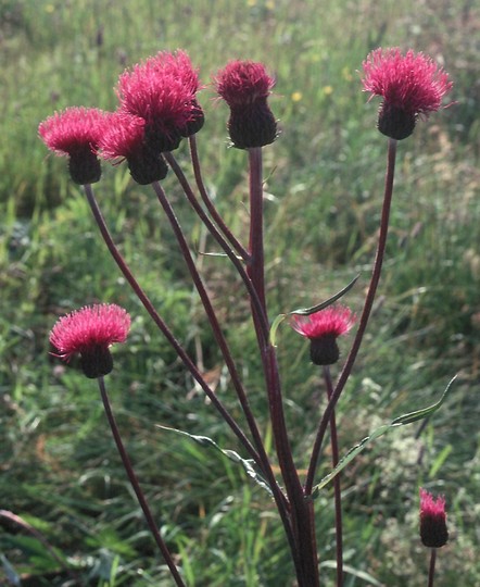 Cirsium helenioides