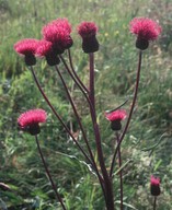 Cirsium helenioides