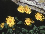 Doronicum columnae