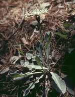 Centaurea pindicola